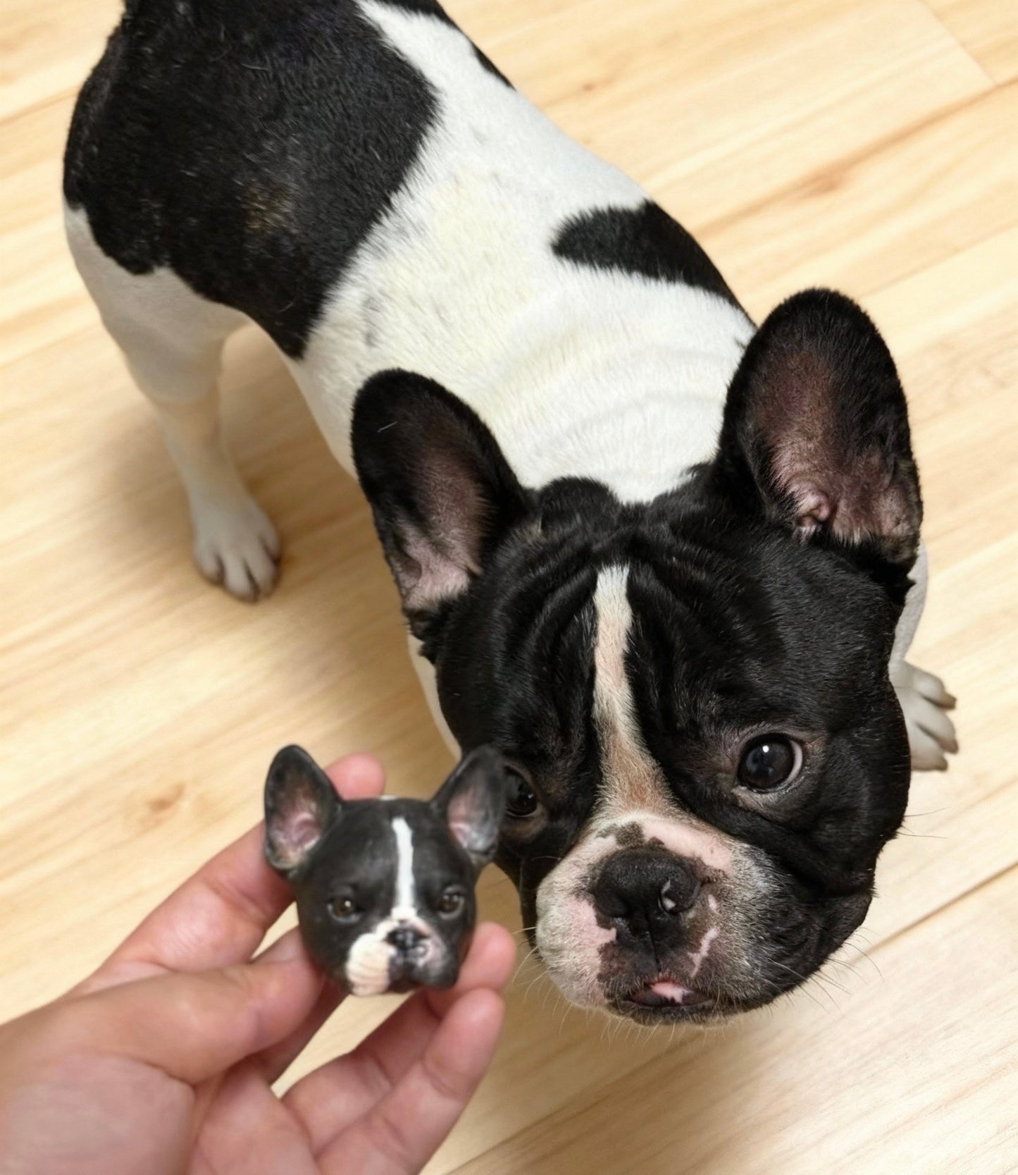 Customized pet head model